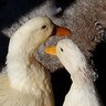 Duckshack