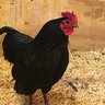 IA Chicken Guy