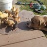 Tyson_chickens