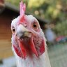 JacquelineTheHen