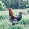 BreannaSlateStoneFarms