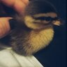 BackyardDucks8804