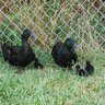 Spring Fleet Chickens