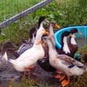 I love my ducks34