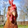 GerdyBirdy