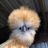 Aprils_Silkies