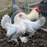 brandnewchickenmom