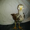 ChickenJenn72