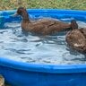 MomOf Duckduck and Goose