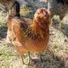 chickenkitty09