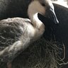LooperFarm