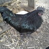 Ayam Cemani Mommy