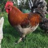 Copper feather farm