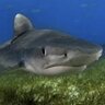 Tiger Shark