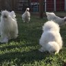 Silkiehoarder
