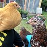 TheTitanHens