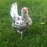 CarmelChickenLady
