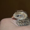 aDuckMama