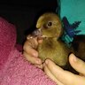 CrazyDuckLady88
