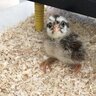 SiennasChickens