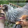 Teenagechickenmama