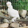 BackyardChickenGuy
