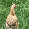 Nutmegchickenlover
