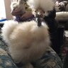 rustickitty83
