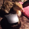 BennieTheTurkey