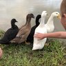Flufftheduck42
