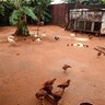 Godsownfarm