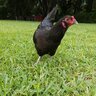 Australorp94