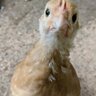 GingerLiz67