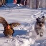 GLoucesterChick