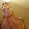 Henny Penny s Mom