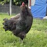 Chickencrazy21043