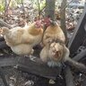 Bawkingat you