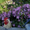 Mom2Chicken
