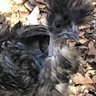 Mama fluff