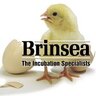 BrinseaUS