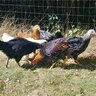 Calthechicken