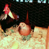 Duckwing