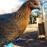 fallbeaks