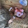 Goats4life