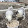 Coddled eggs