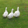 DutchDuckies12