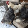 Robinsonacresfarm