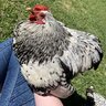 Nellieribbo