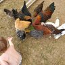 CluckingFanatic