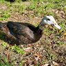 SolarDuck